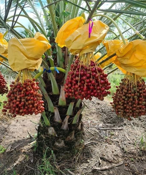 Agricultural